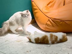 -飞行喵MR PILOT|猫舍·猫咖(静安大融城店)