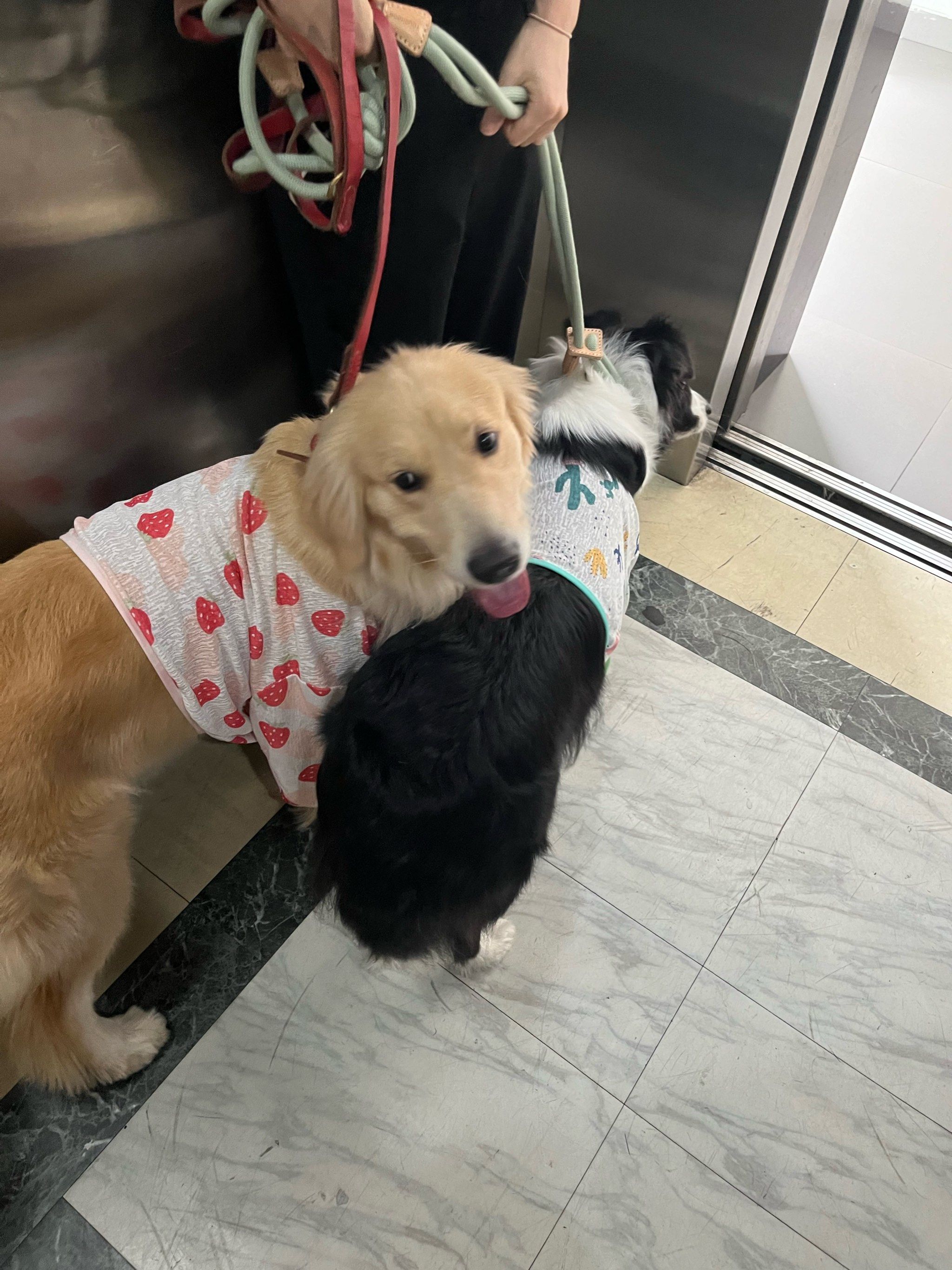 两只大狗狗 你我之间的距离不可以超过一厘米