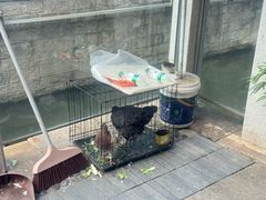 -高老太奶油小攀(新建南路店)