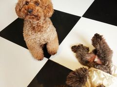 -Oh My Dog宠物沙龙(伊珊娜皮毛护理店)