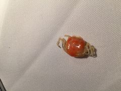 -九炉分座(个园店)