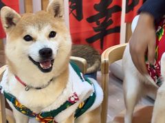 -柴迷FANS CLUB·柴犬狗咖·猫咖