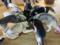 -Husky Go! 哈士奇体验馆·宠物咖啡厅狗咖