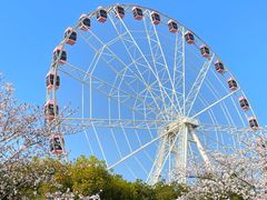 -顾村公园