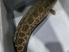 -金三可市井水煮鱼(金碧园店)