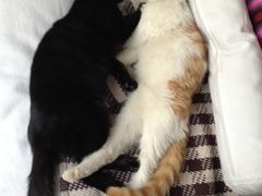 iphone_upload_pic-Sirena海妖日咖夜酒