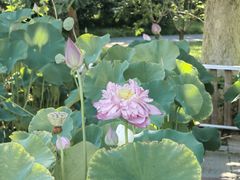 -莲花池公园