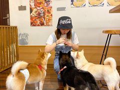 -豆柴町-柴犬主题狗咖(红鼎国际C座店)