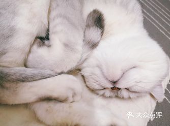 每日工作撸猫撸猫撸猫撸猫，这是我的第一只小猫猫