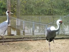 -盐城丹顶鹤湿地生态旅游区