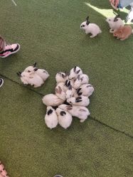 -萌宠亲子动物乐园(槐房万达店)