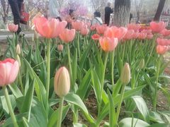-石家庄市植物园