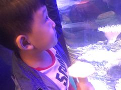 -芜湖新华联大白鲸海洋公园