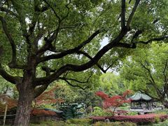 -申粤轩酒楼·三十年粤菜经典(丁香花园店)
