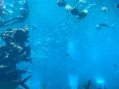 -海棠湾洲际-涛·海底餐厅·美人鱼·自助餐·海底隧道