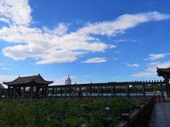 -莲花池公园