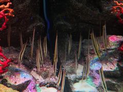 -暹罗海洋世界