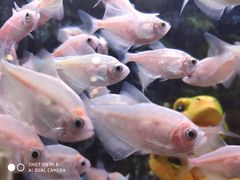 -龟与熊猫宠物公园(南坪店)