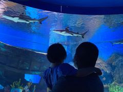 -贝林大翅鲸简餐厅(国家海洋博物馆店)