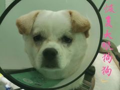 -东莞宠友24H宠物中心医院·转诊夜诊·异宠(新河北路院)