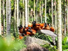 -红燕阁·中餐厅·粤式早茶·海南特色菜(红燕堂酒店)