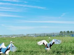 -盐城丹顶鹤湿地生态旅游区