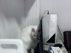 -守诺宠物医院·眼科· 特色牙科·异宠专科(虹口店)