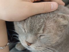 -喵园·猫主题咖啡厅·撸猫·猫咖(国贸店)