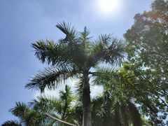 -深圳仙湖植物园
