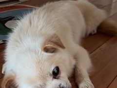 -熊小胖宠物生活馆(天华园店)