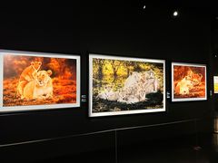 -罗红摄影艺术馆