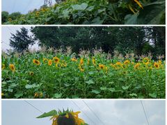 -黑龙江省森林植物园