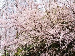 -上海滨江森林公园