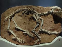 -国家自然博物馆