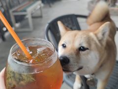 -柴犬高等学院·狗咖·柴犬售卖·宠物训练