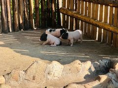 -泉州海丝野生动物世界