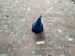 -长白岛森林公园