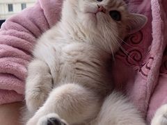 -东方名猫馆·英短金渐层布偶猫舍(环线广场1号楼店)