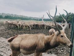 -溱湖国家湿地公园