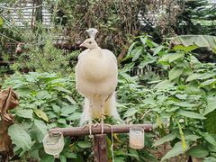 -呀路古热带植物园