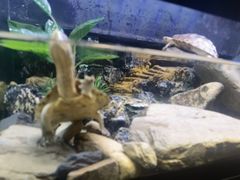 -灵龟之家百象馆(百象馆联合旗舰店)