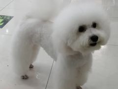 -翊宠yipet猫狗购宠庄园犬舍•猫舍