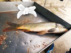 -金台阶鱼馆(于桥水库店)