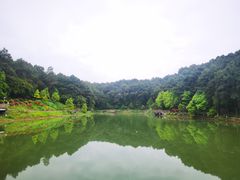 -铁山坪森林公园