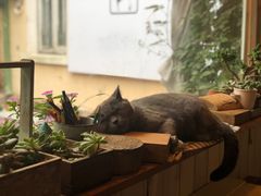 -海边的猫和咖啡馆