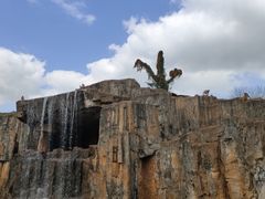 -海南热带野生动植物园