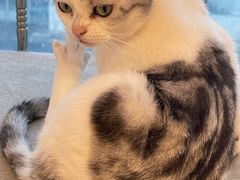 -有喵·猫咖·狗咖·30几只猫10只小狗(岗厦店)