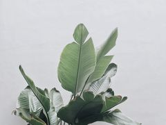 -素咫咖啡CLIFEROSE