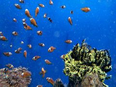 -烟台海昌鲸鲨海洋公园