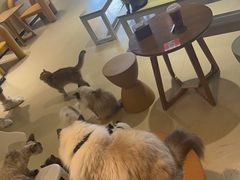 -藏猫猫咖啡主题馆(中央大道店)